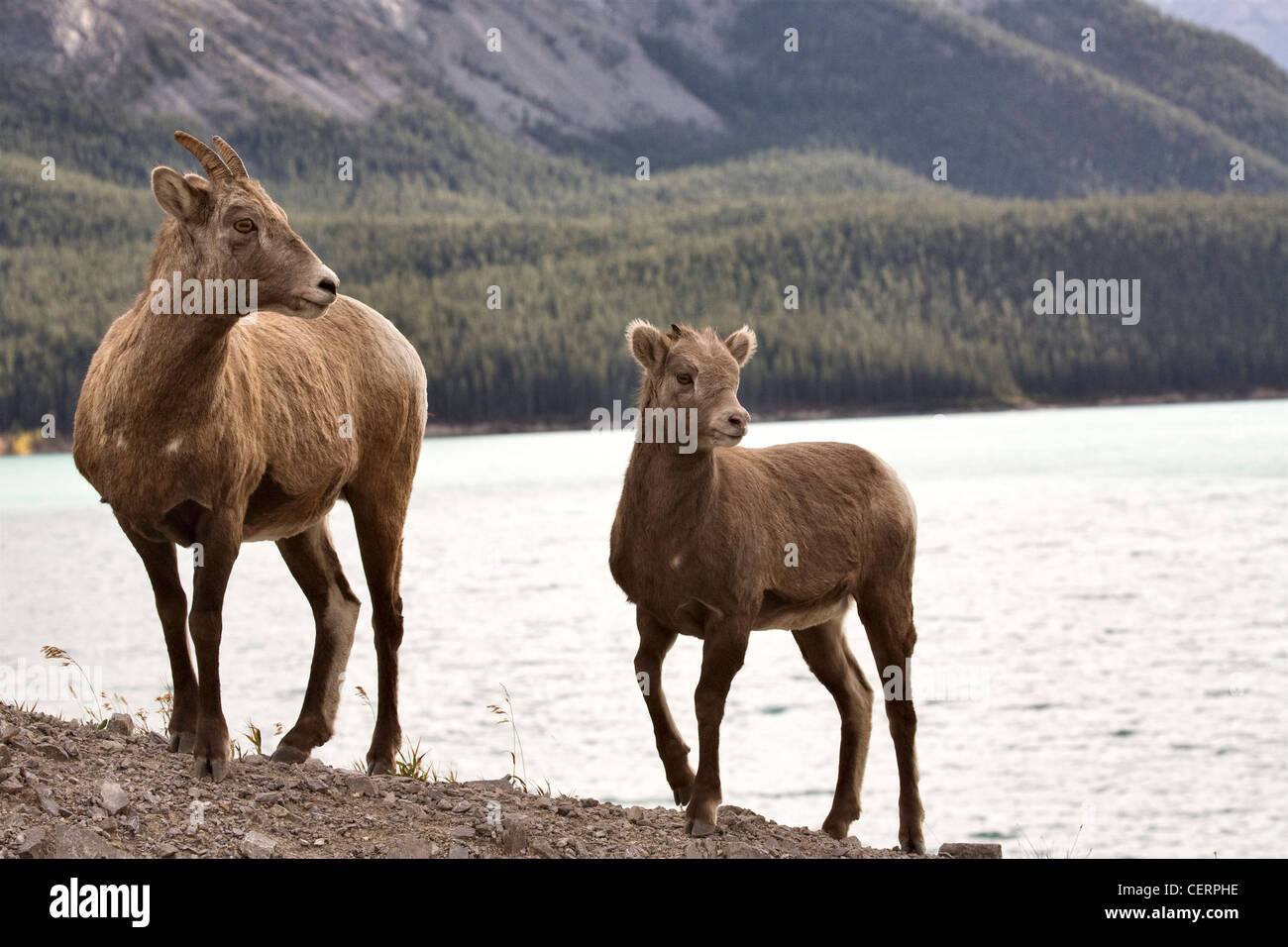 Rocky Mountain Sheep Alberta Canada young kid Stock Photo - Alamy