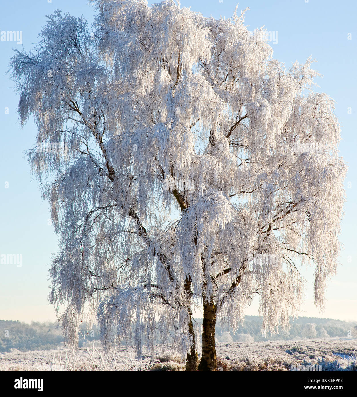 Tree scenic hi-res stock photography and images - Alamy