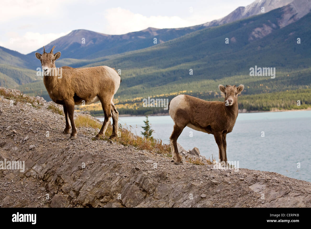 Rocky Mountain Sheep Alberta Canada young kid Stock Photo - Alamy