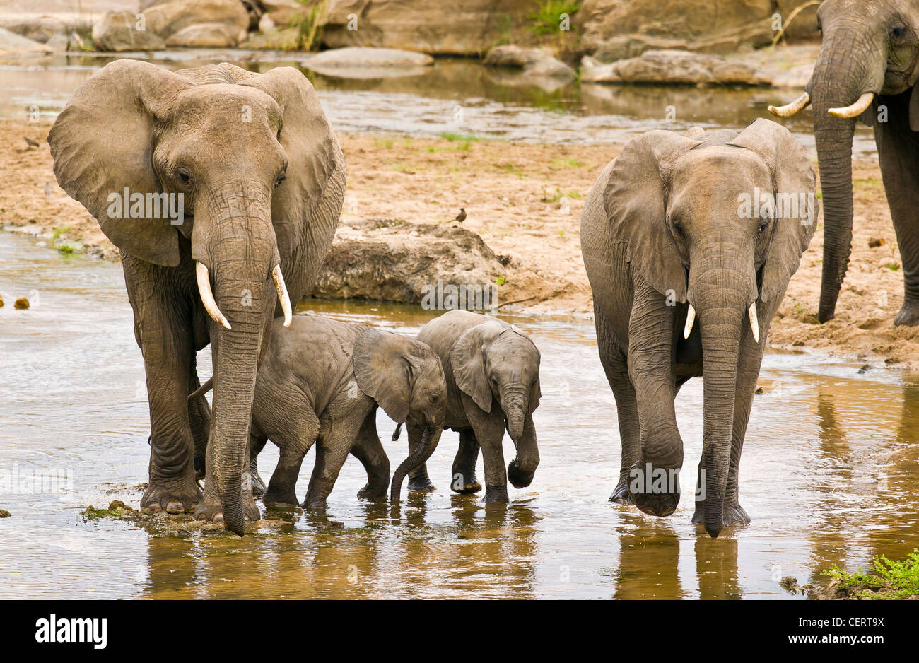 Group of elephant walking in shallow river Stock Photo - Alamy