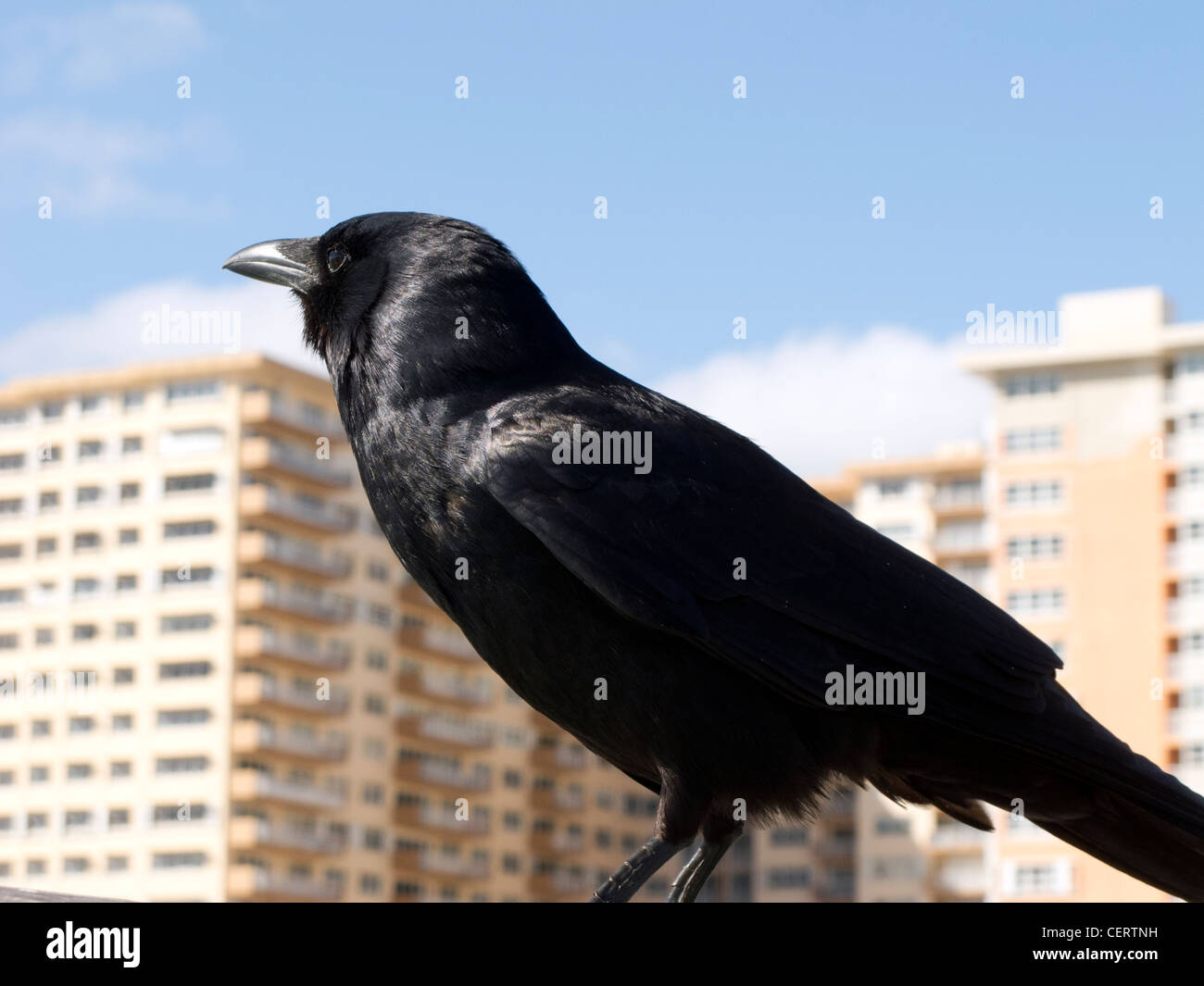 Crow in front of apartment buildings. Stock Photo
