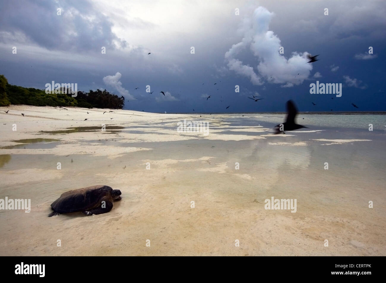 Green turtle (Chelonia mydas) heading back to sea after nesting through a stormy dawn, North West Island, Great Barrier Reef Stock Photo