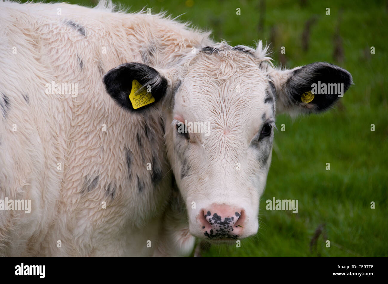 Cow with identification tags in the ears Stock Photo