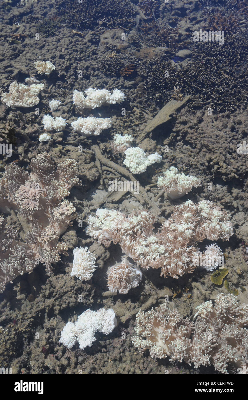 Partially and completely bleached soft corals at low tide near the shores of Fitzroy Island, inshore Great Barrier Reef Stock Photo