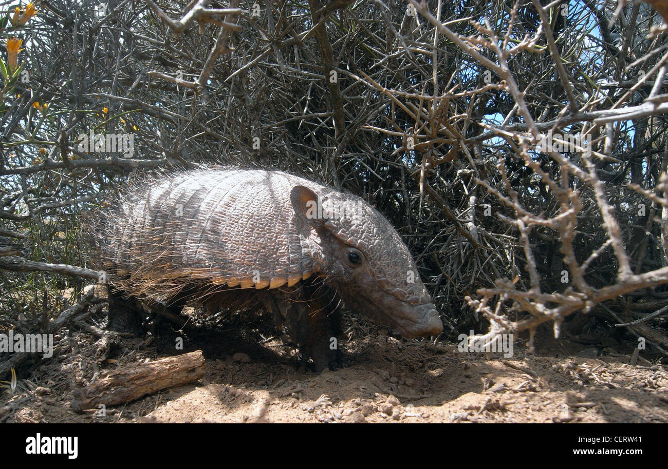 Dwarf armadillo (Zaedyus pichiy), aka pichi, Peninsula Valdes, Argentina Stock Photo