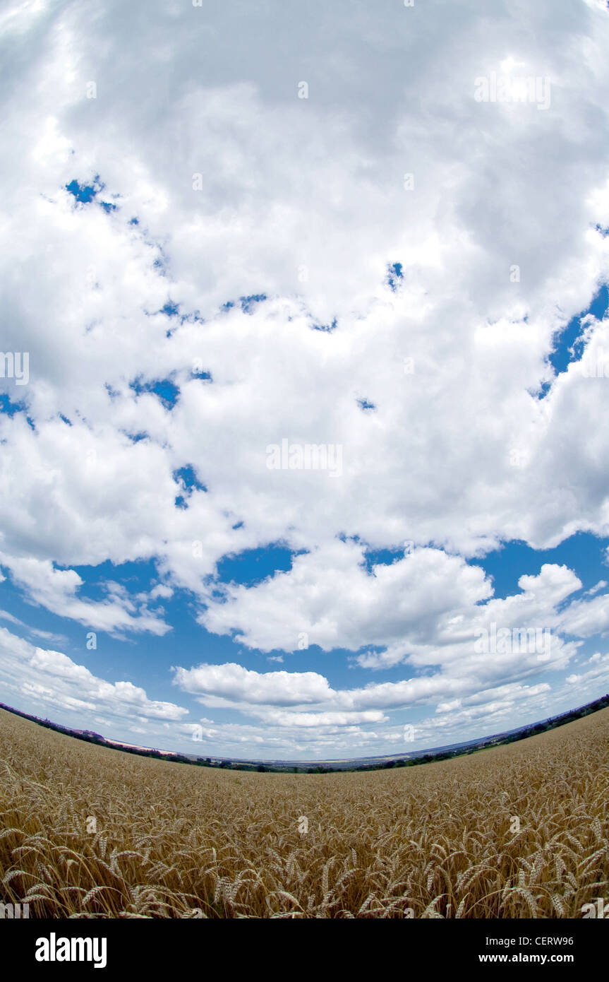 wheat field and a beautiful sky with white clouds Stock Photo - Alamy