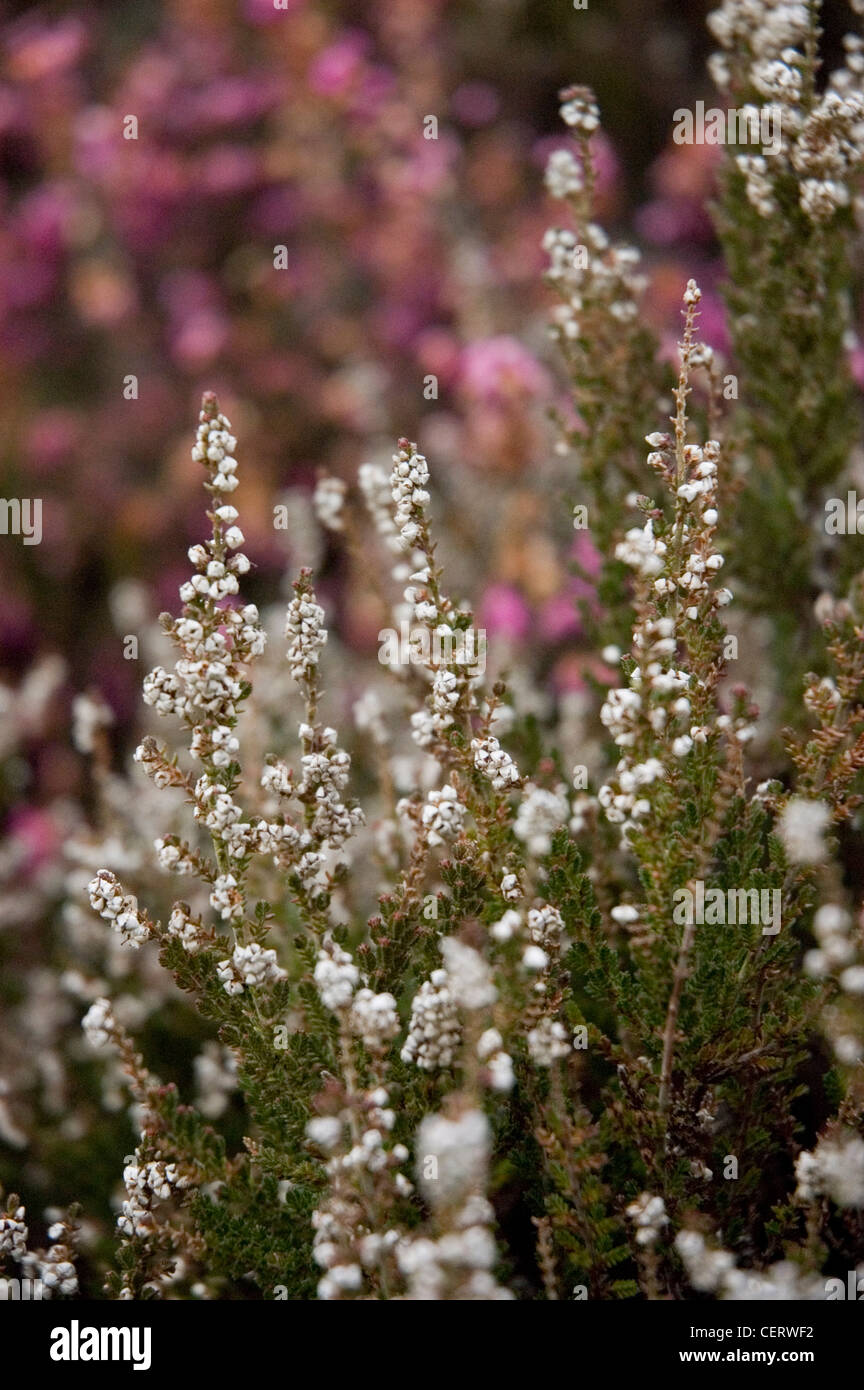 Pink and white flowering heather Stock Photo