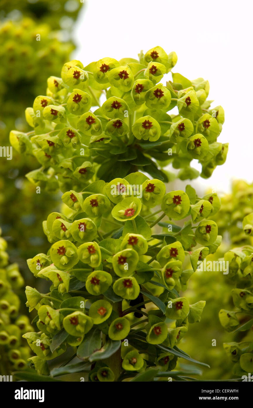 Euphorbia X Martinii - Spurge, Milkweed spurge Stock Photo