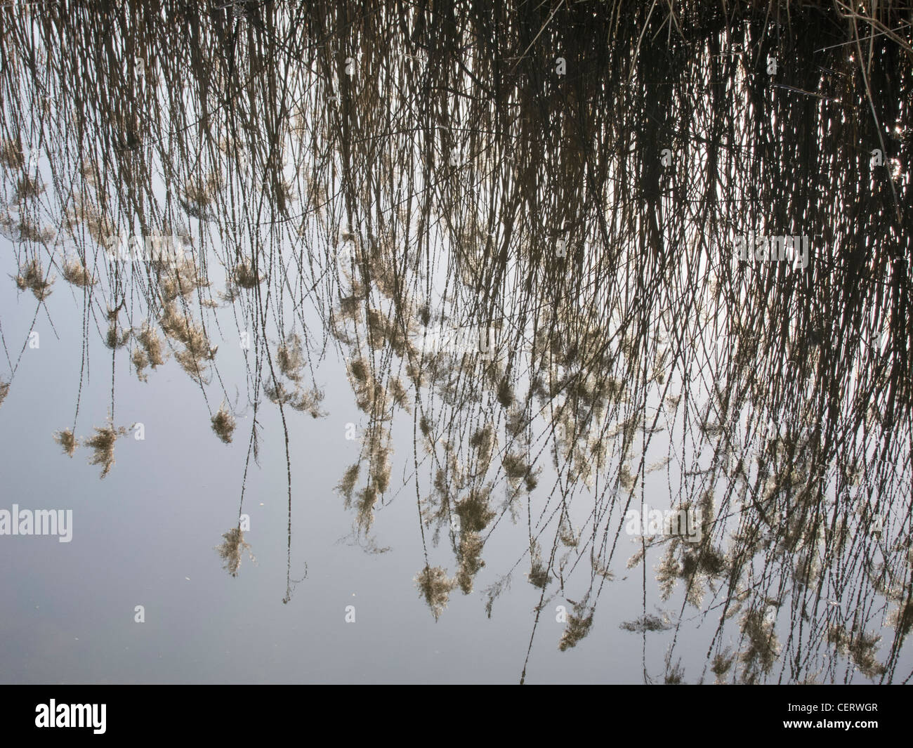 Reed beds reflected in drainage ditch Stock Photo Alamy