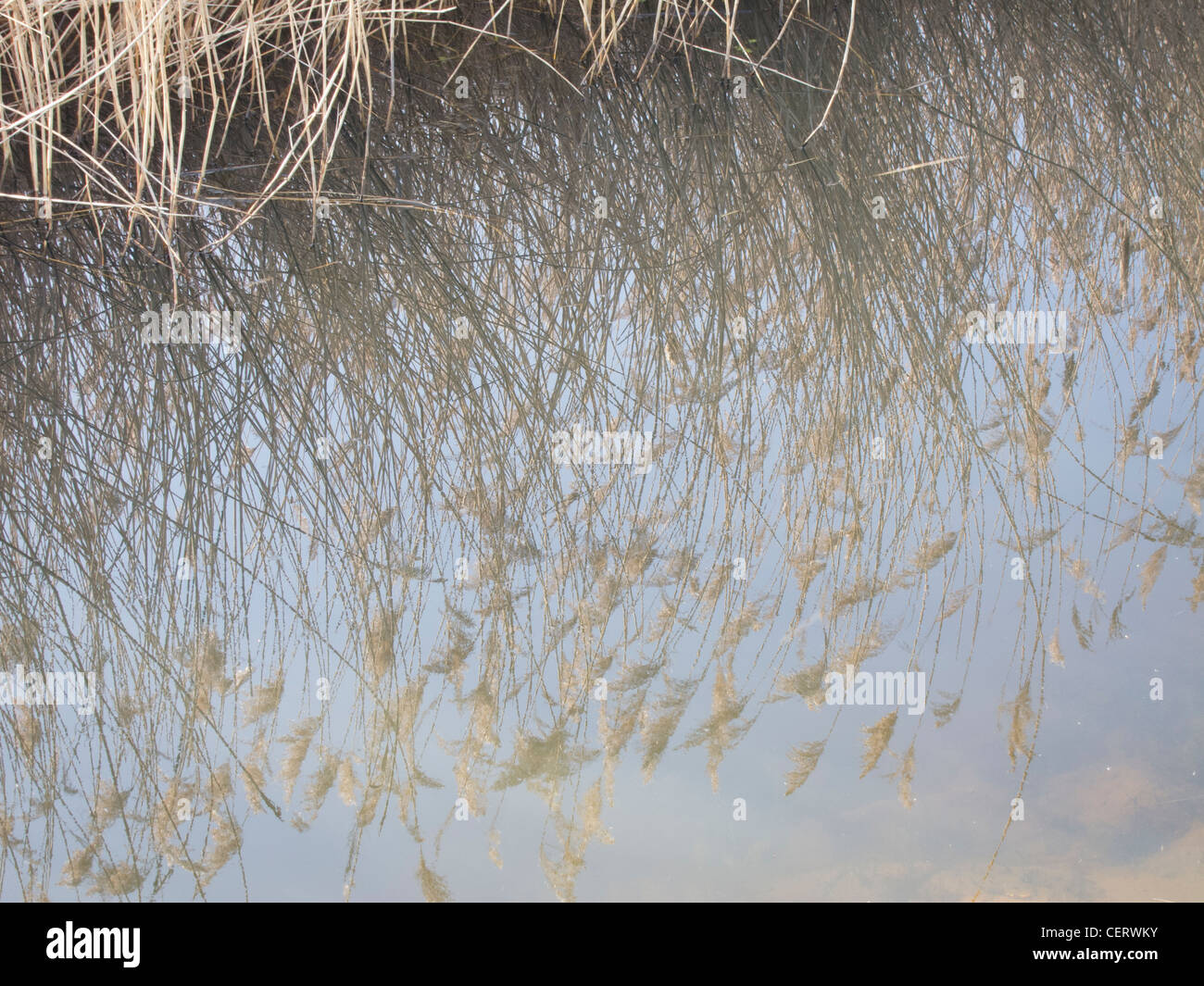 Reed beds reflected in drainage ditch Stock Photo Alamy