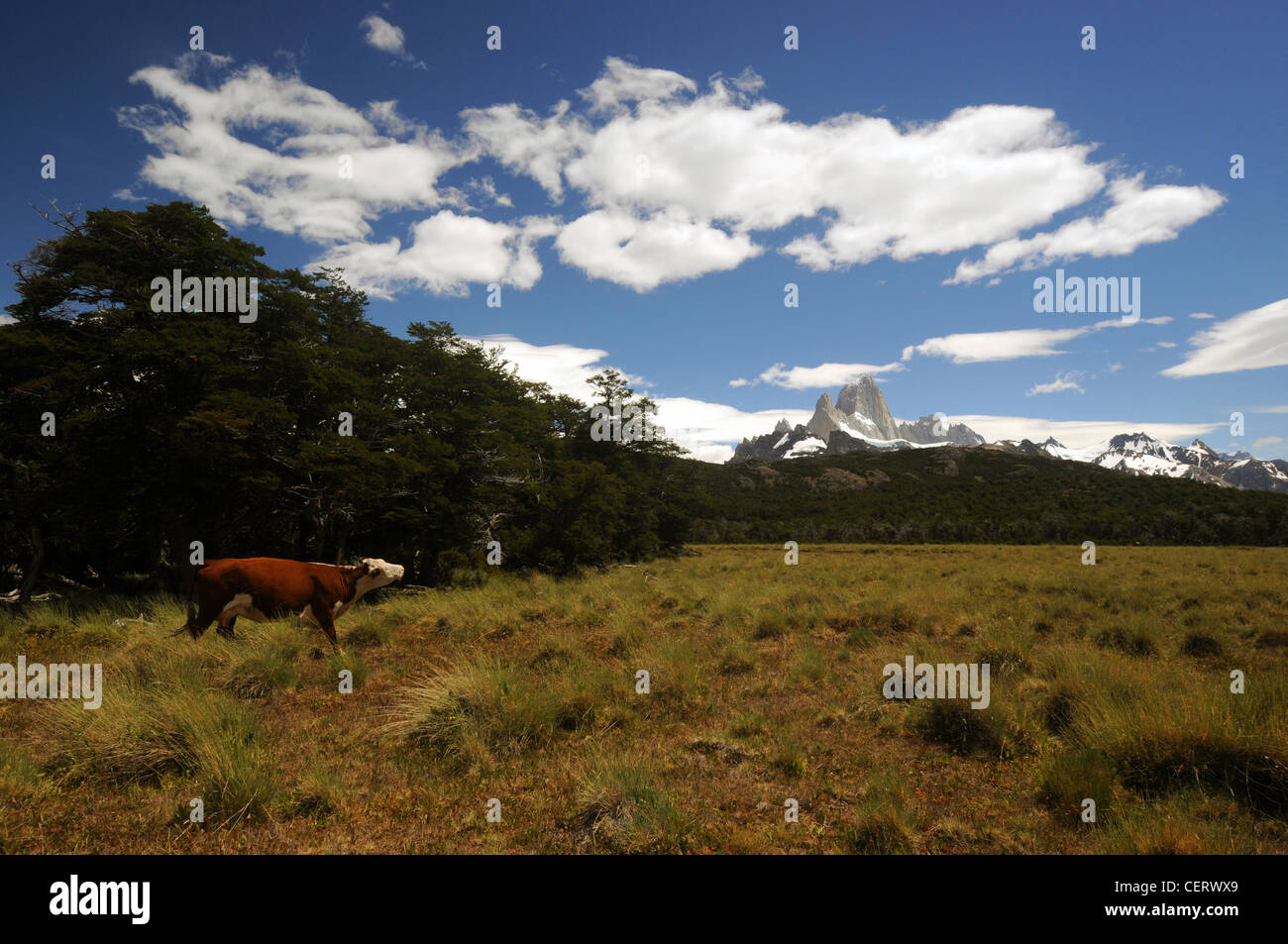Cow in paddock below Monte Fitz Roy, Los Glaciares National Park, Patagonia, Argentina Stock Photo