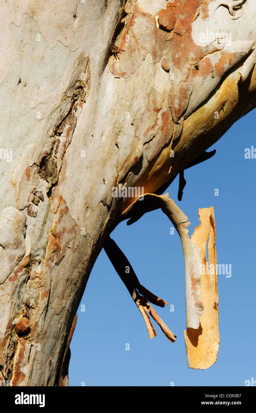 A gum tree (Eucalyptus oreades) shedding its bark in the Blue Mountains Australia Stock Photo
