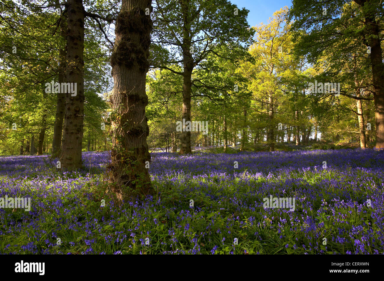 Woodland with a carpet of bluebells. Stock Photo