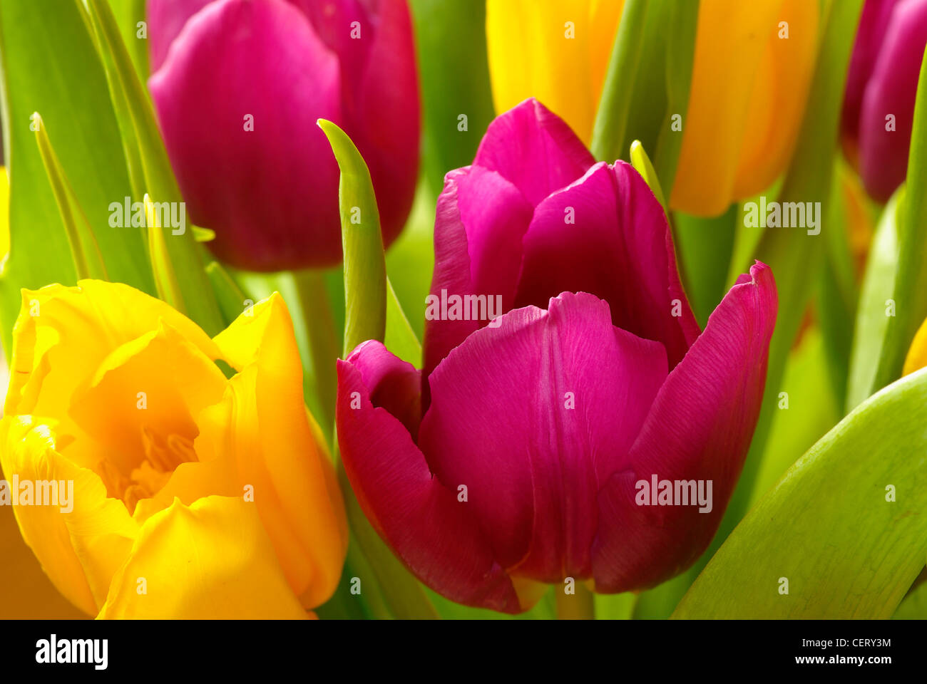 Close up of a bunch of yellow and pink tulips Stock Photo - Alamy