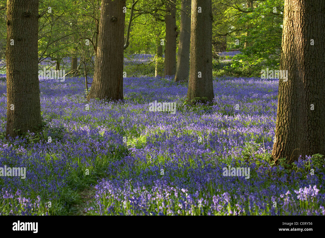 A bluebell wood at Blickling in Norfolk. Stock Photo