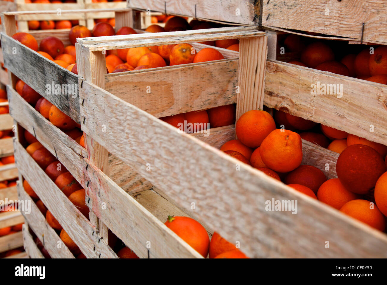 Crates of oranges ready to be launched during the 'Battle of Oranges' (La battaglia delle arance) on Ivrea Carnival Stock Photo
