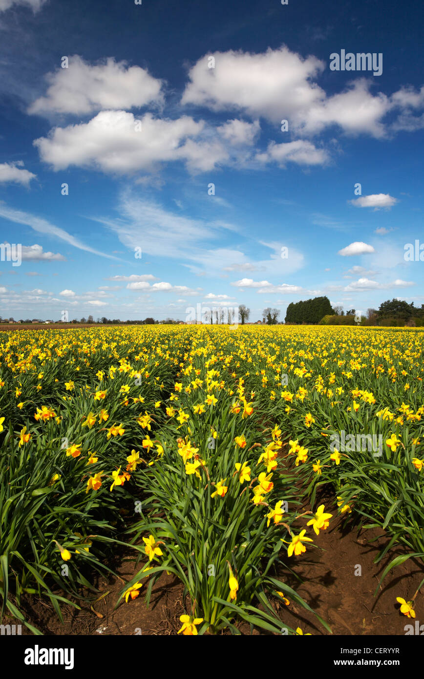 Daffodil field on the border between Norfolk and Lincolnshire Stock