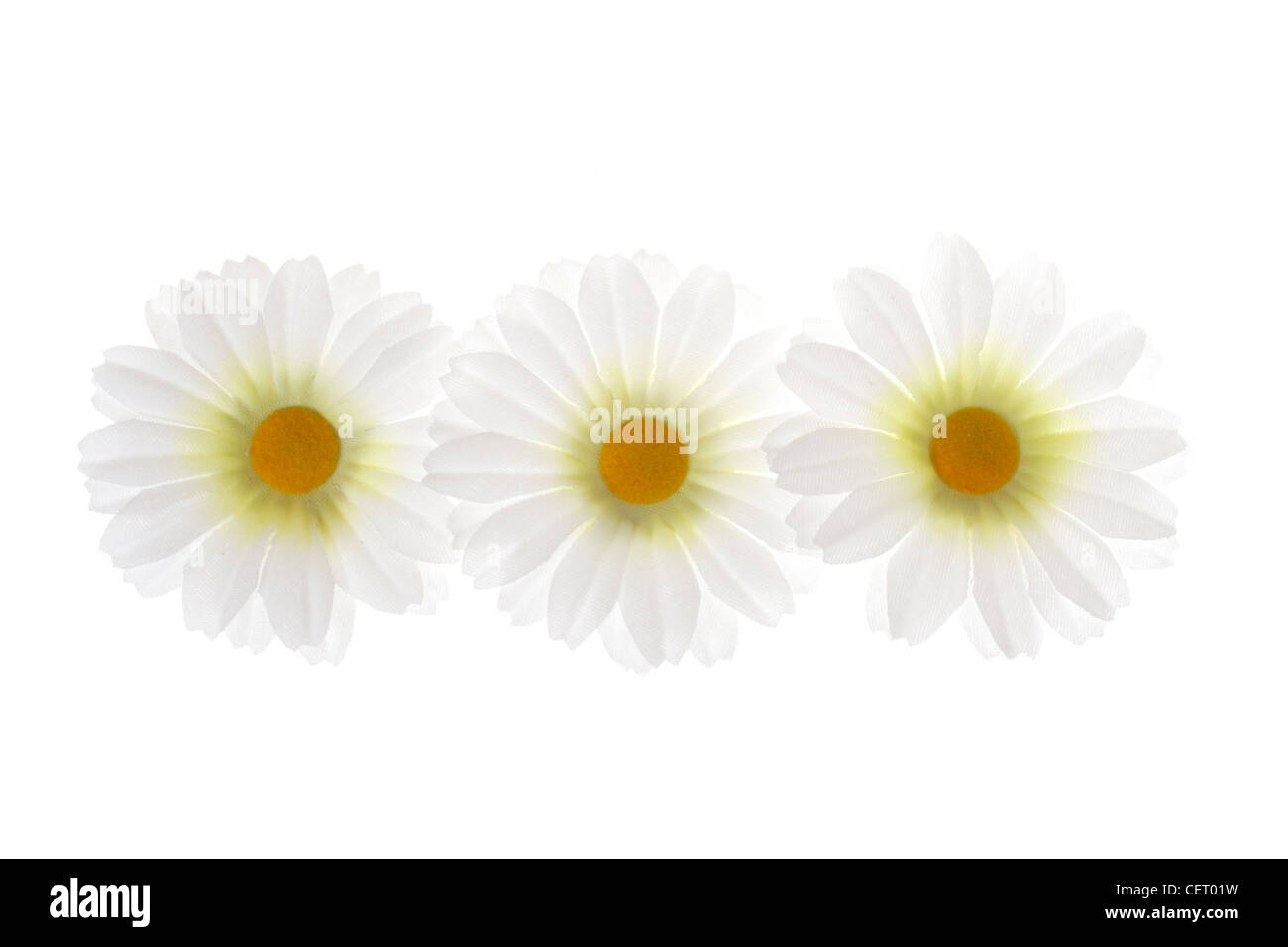 three flowers photo on the white background Stock Photo - Alamy