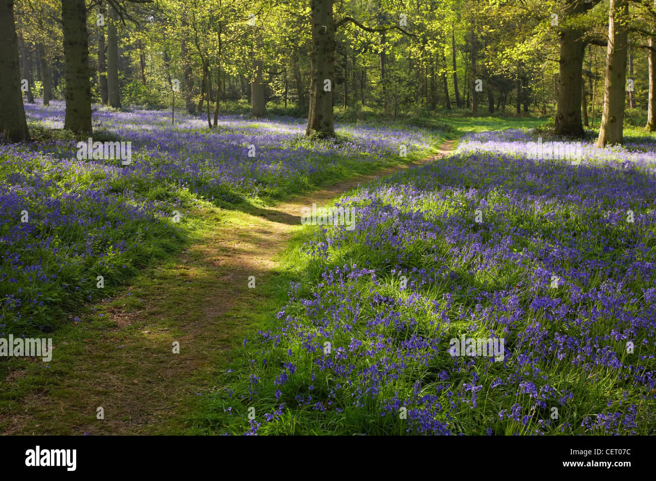 A bluebell wood At Blickling in Norfolk. Stock Photo