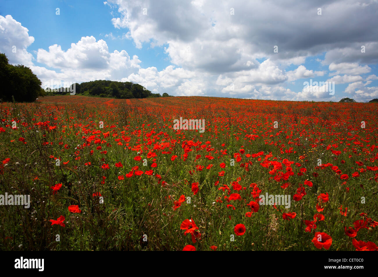 A poppy field in the Norfolk countryside at Weybourne. Stock Photo