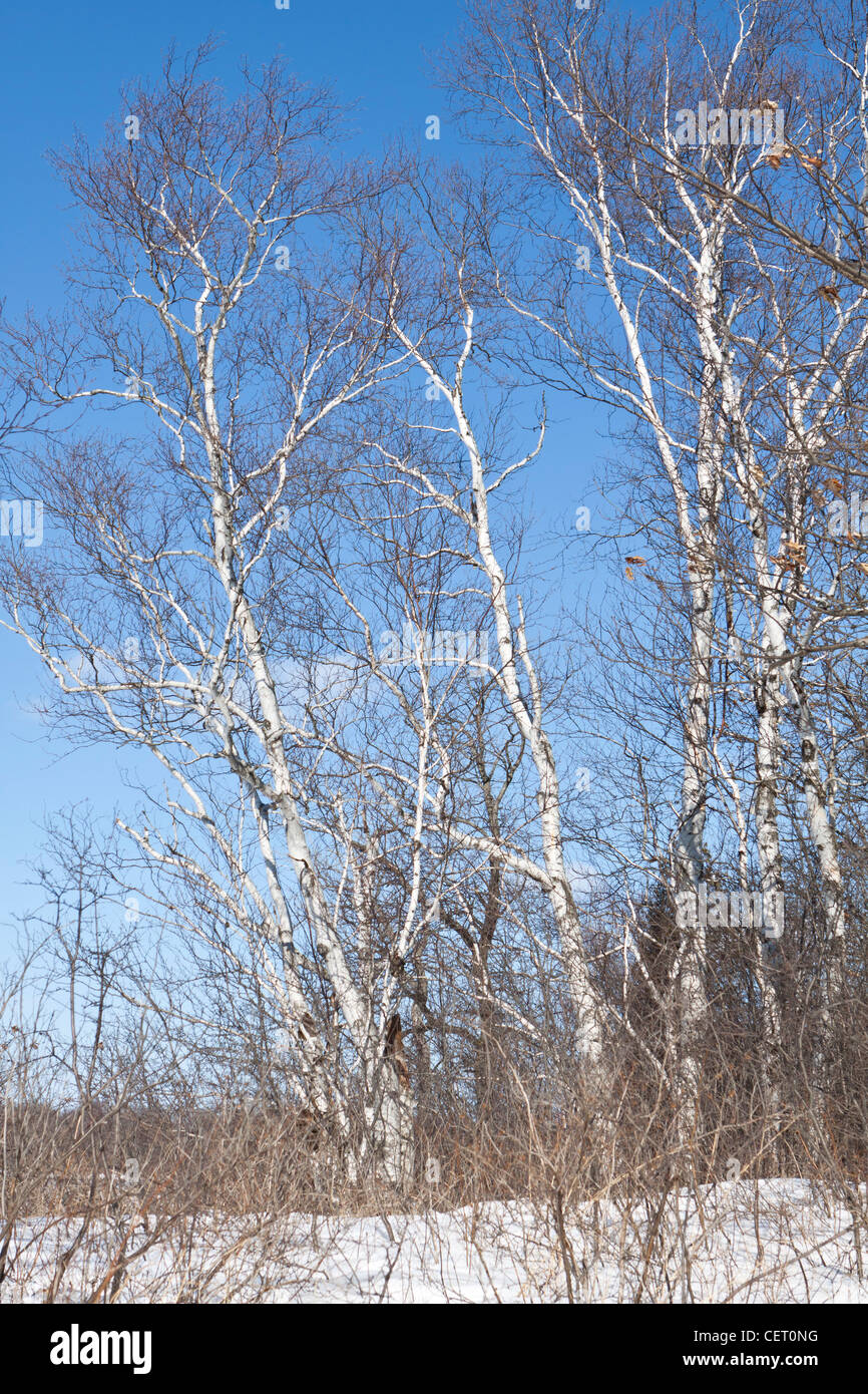 Birch tree in the winter Stock Photo