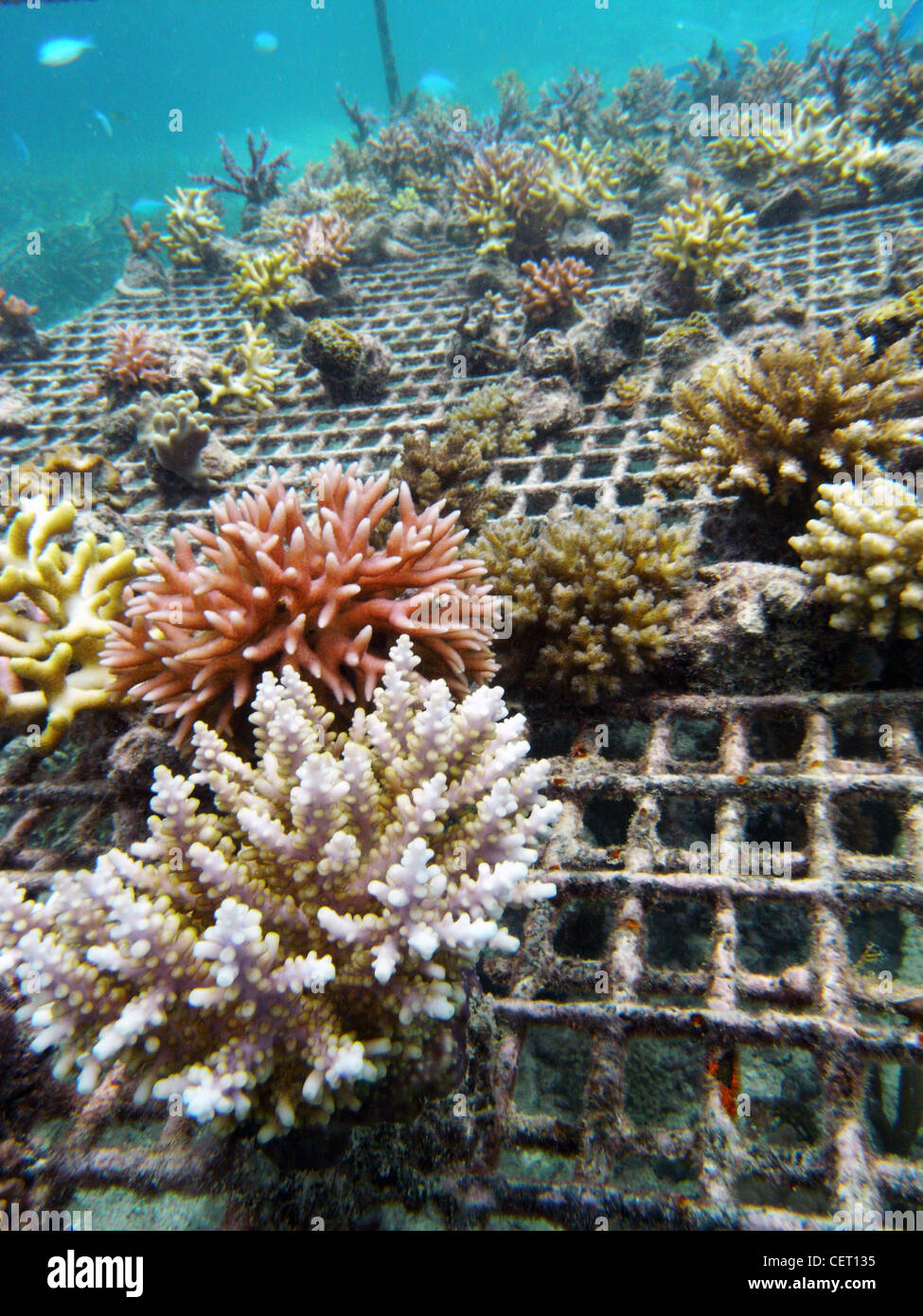 Coral fragments growing on underwater racks at coral farm, near Lautoka, Fiji Stock Photo