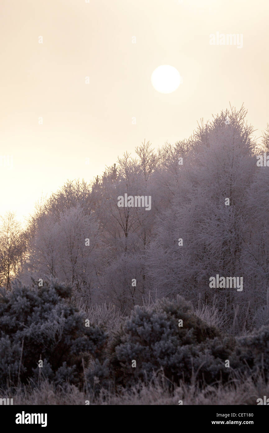 Sun rise over hoar frosted pine trees in the Scottish Highlands. Stock Photo