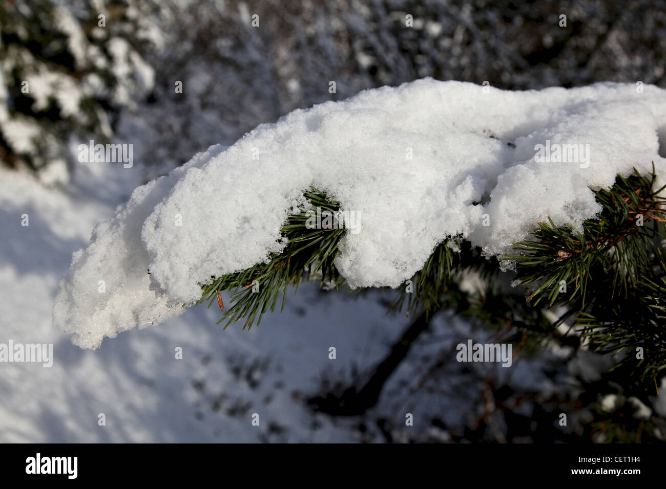 A pine branch covered with snow Stock Photo - Alamy