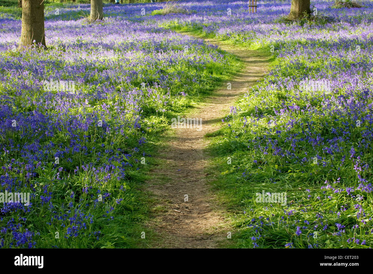 A woodland path through Bluebells at Blickling in Norfolk. Stock Photo