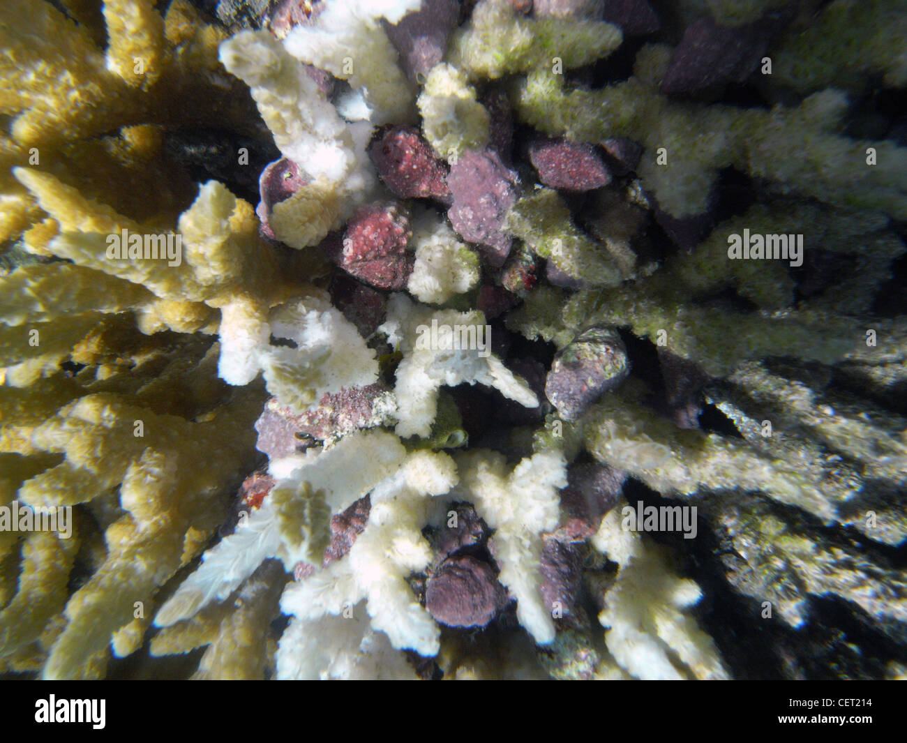 Purple coral-eating snails (Drupella rugosa) in large numbers on a single coral head, Rainbow Reef, Taveuni, Fiji Stock Photo