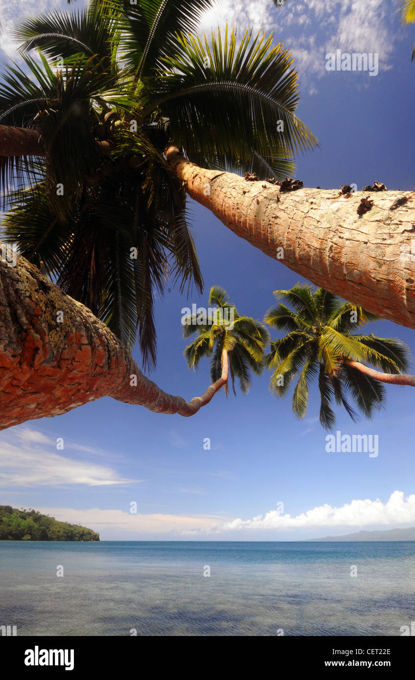 Coconut palms over the water, Taveuni, Fiji Stock Photo - Alamy