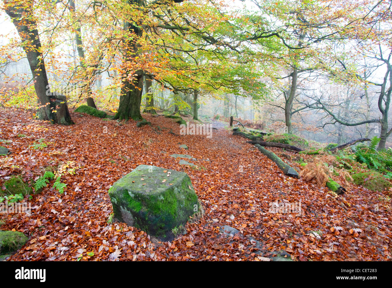 Padley Gorge in the Autumn, one of the finest remaining examples of oak and birch woodland that once covered many Dark Peak vall Stock Photo