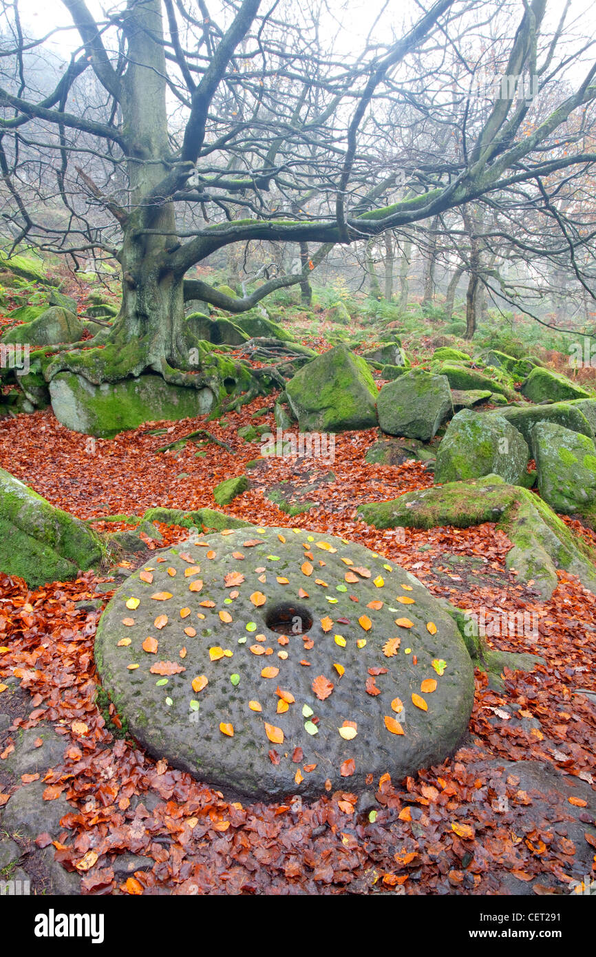 A millstone surrounded by fallen autumnal leaves in Padley Gorge, one of the finest remaining examples of oak and birch woodland Stock Photo
