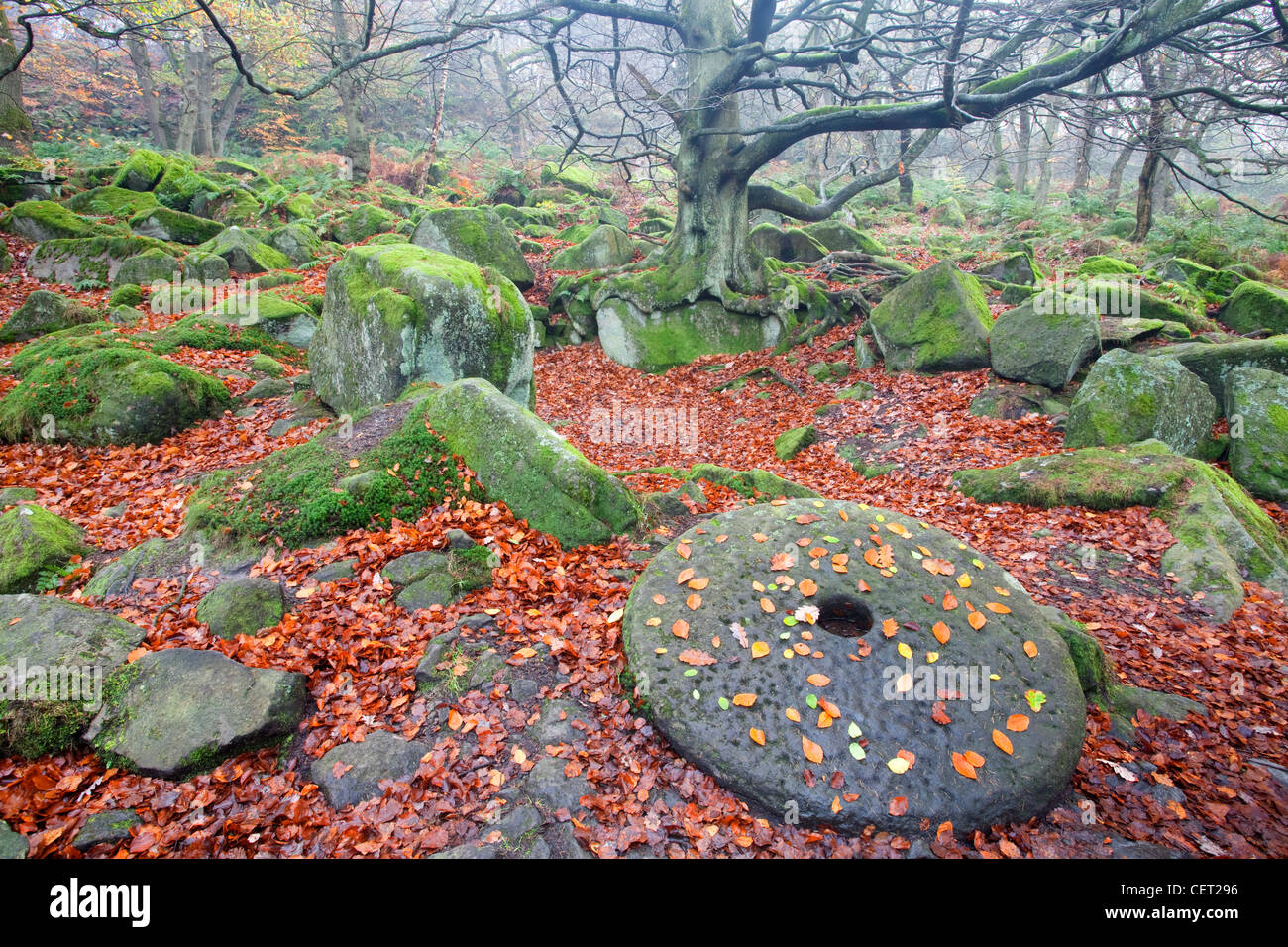 A millstone surrounded by fallen autumnal leaves in Padley Gorge, one of the finest remaining examples of oak and birch woodland Stock Photo