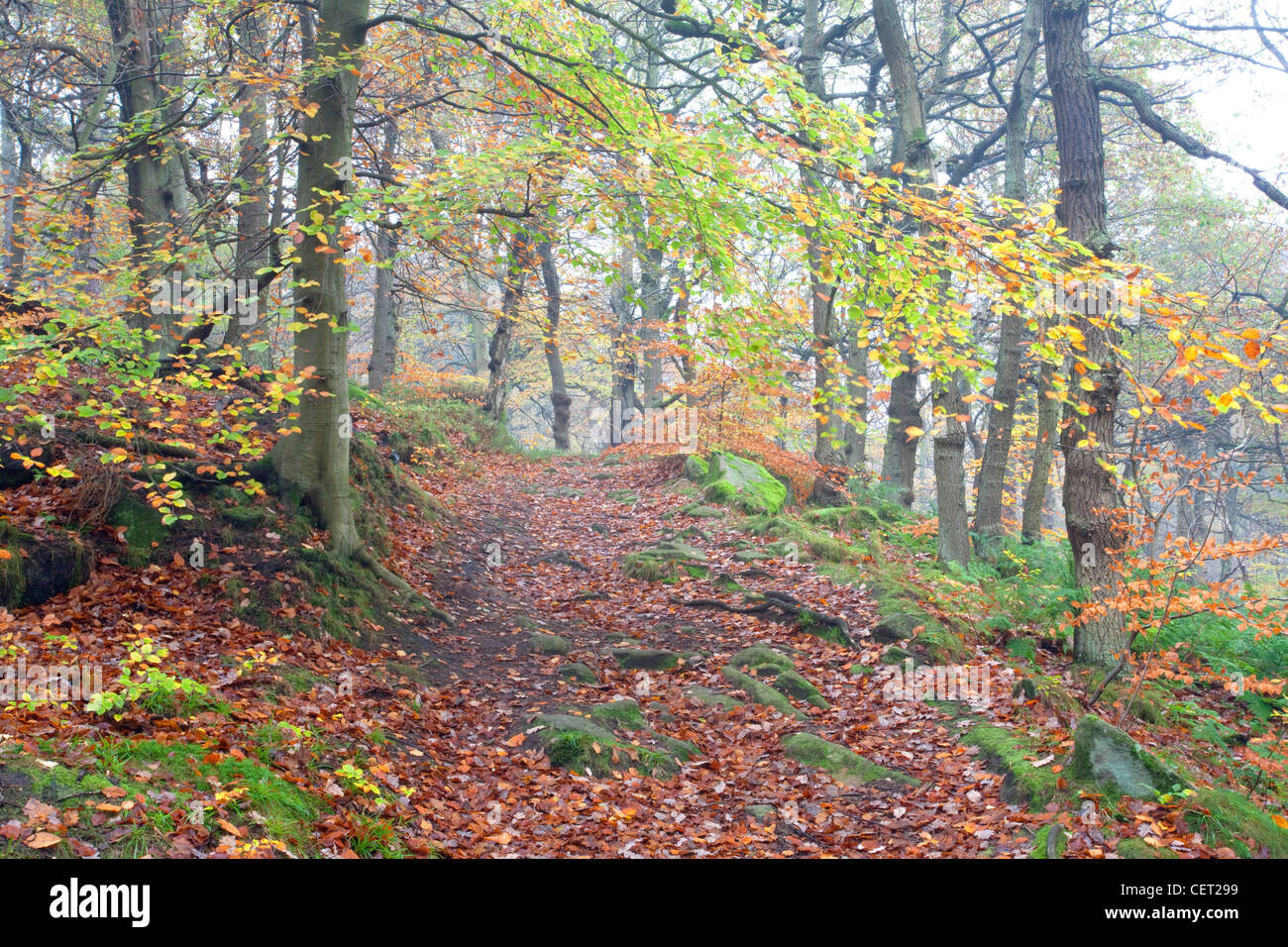 Padley Gorge in the Autumn, one of the finest remaining examples of oak and birch woodland that once covered many Dark Peak vall Stock Photo