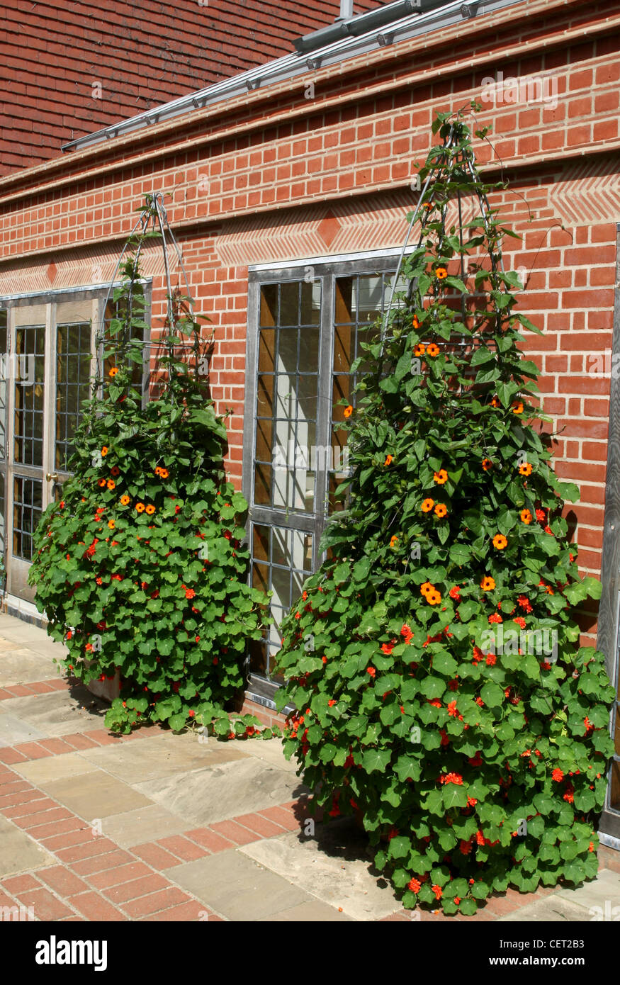 Summer pots Create beautiful summer containers, bringing colour to your ...