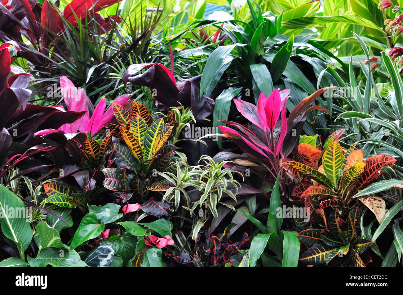 Colorful Tropical Plants ,Close Up Stock Photo