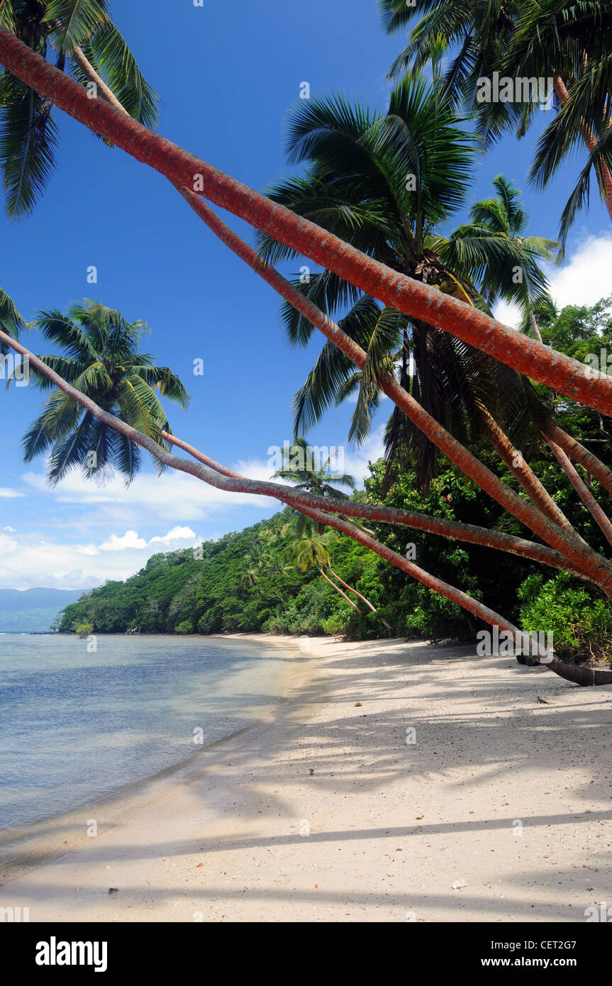 Beach and coconut palms at Dolphin Bay Divers Resort, Vanua Levu, Fiji Stock Photo