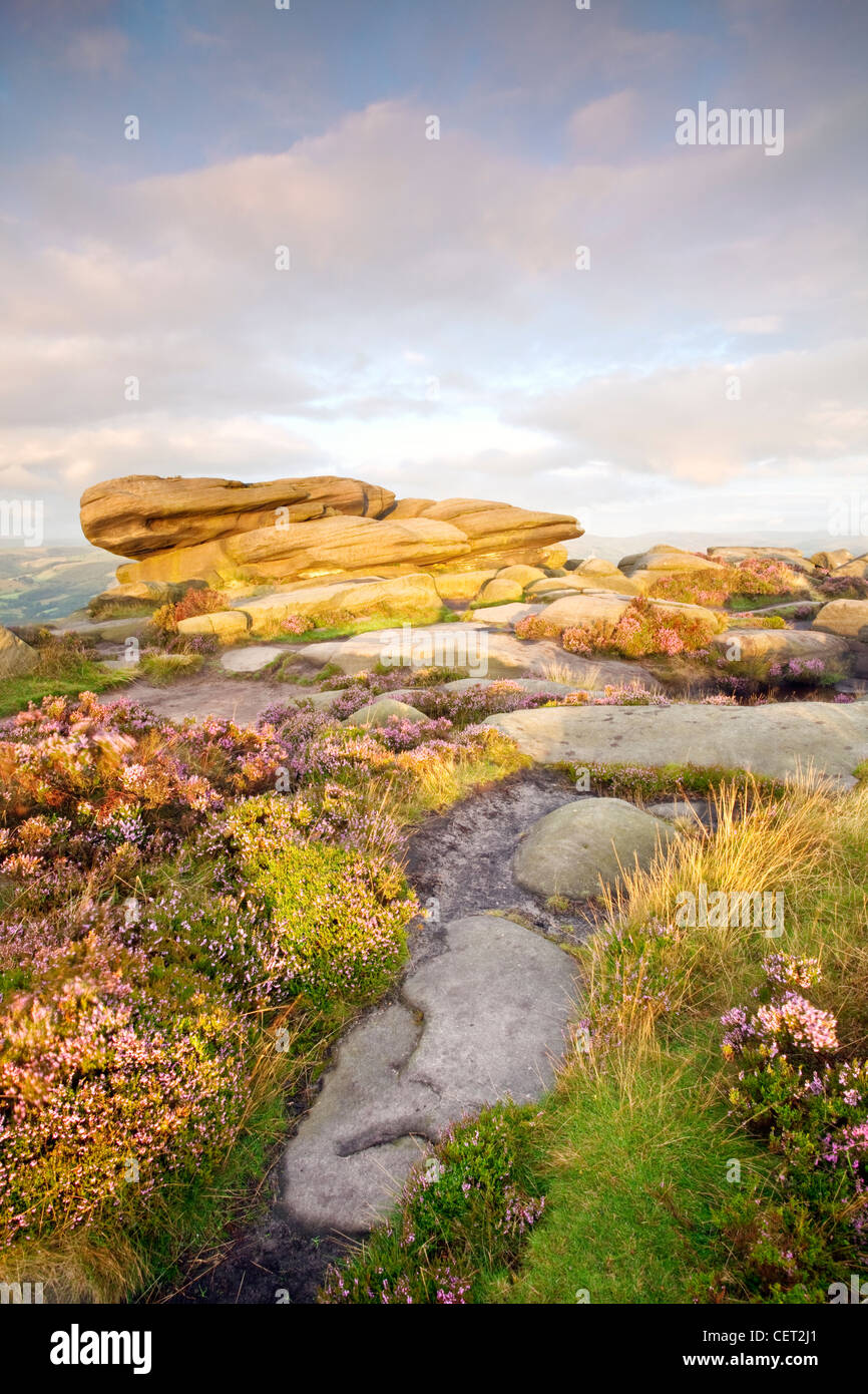Dawn light on heather by a rocky outcrop on Stanage Edge, the longest gritstone edge in England, in the Peak District National P Stock Photo