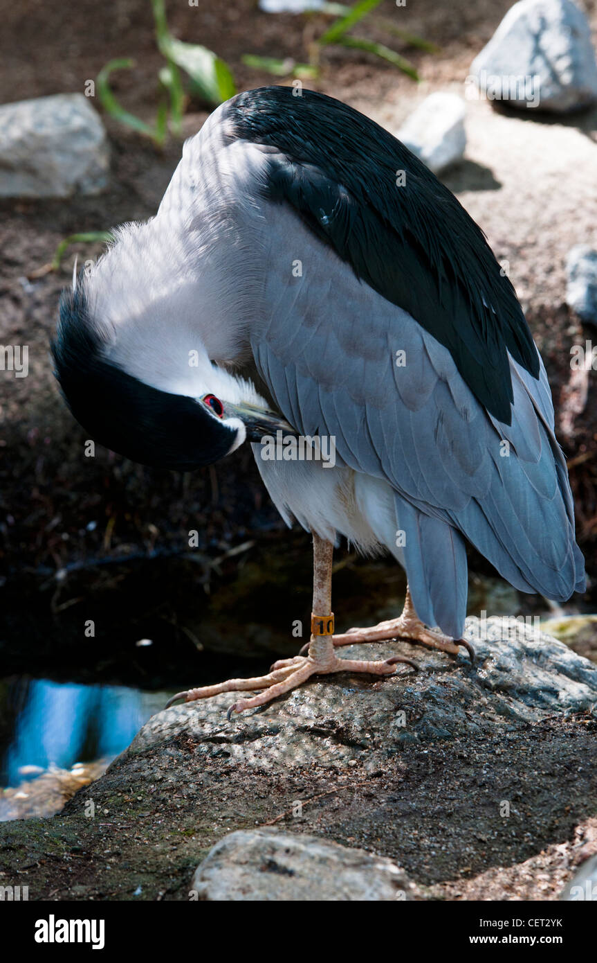 Black Crowned Night Heron  (Ardeidae) In The Living Desert Zoo in Palm Desert, California. Stock Photo