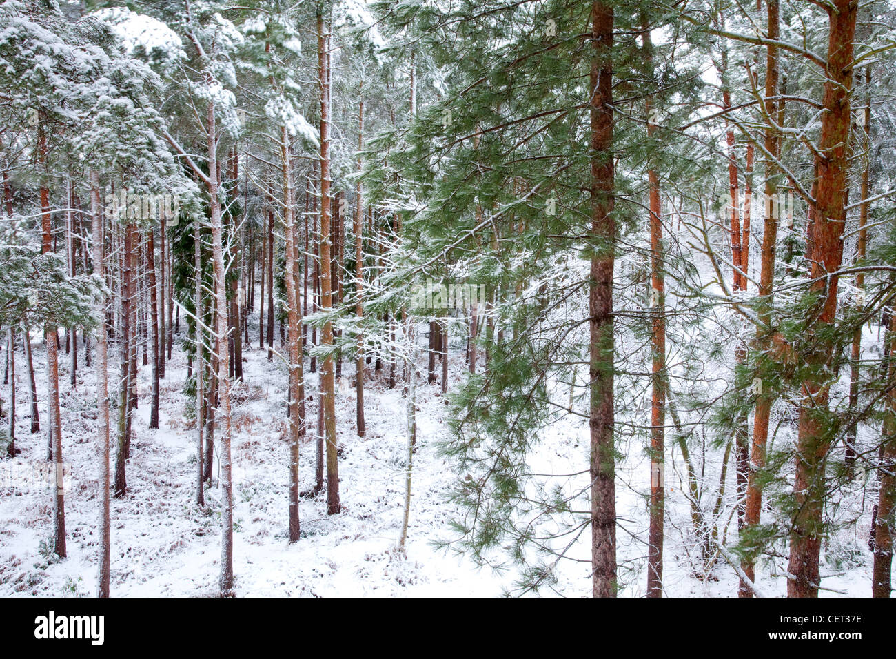 Snow covering woodland in Holt Country Park in Norfolk. Stock Photo