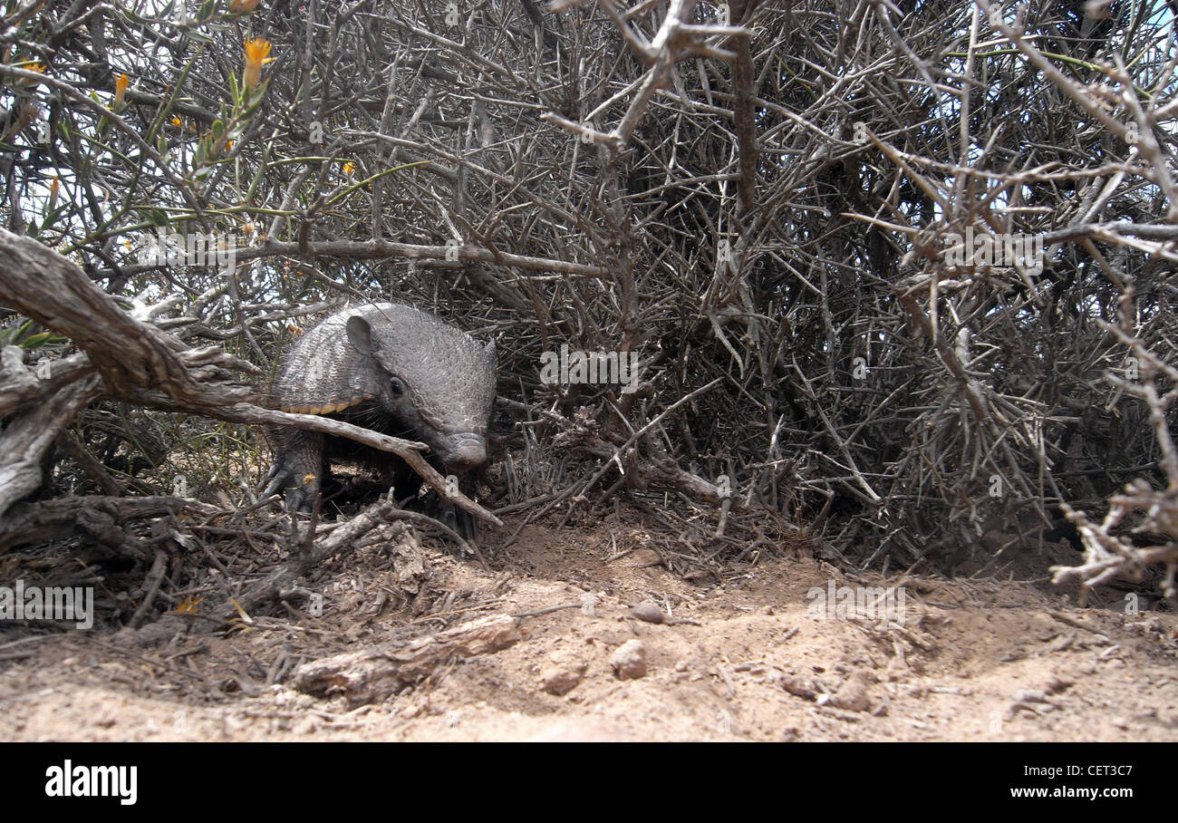 Dwarf armadillo (Zaedyus pichiy), aka pichi, Peninsula Valdes