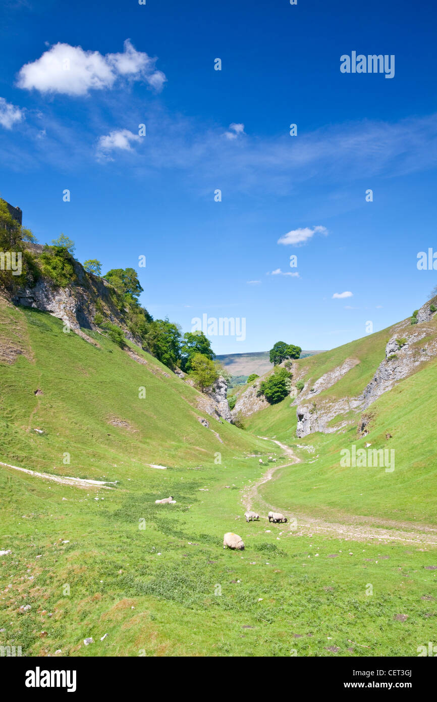 Sheep grazing by a bridleway, part of the Limestone Way footpath, in Cave Dale, a dry limestone valley in the Peak District Nati Stock Photo