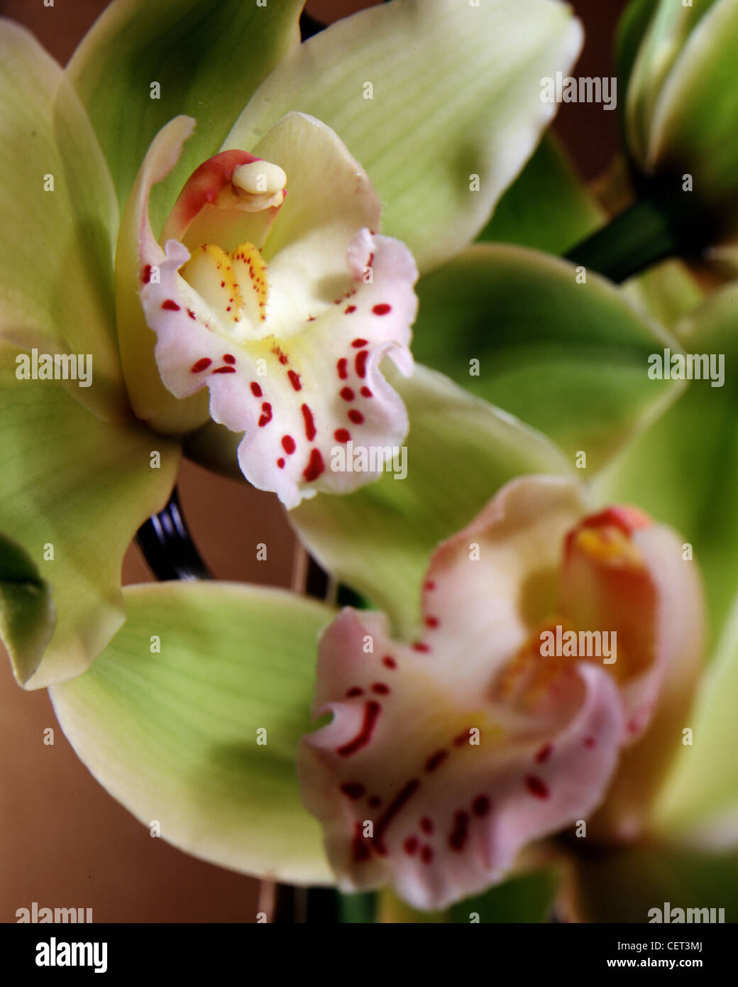 Green Cymbidium Orchids, two in close-up studio vertical photograph.  Shallow focus, tight crop. From the Orchidaceae family. Stock Photo