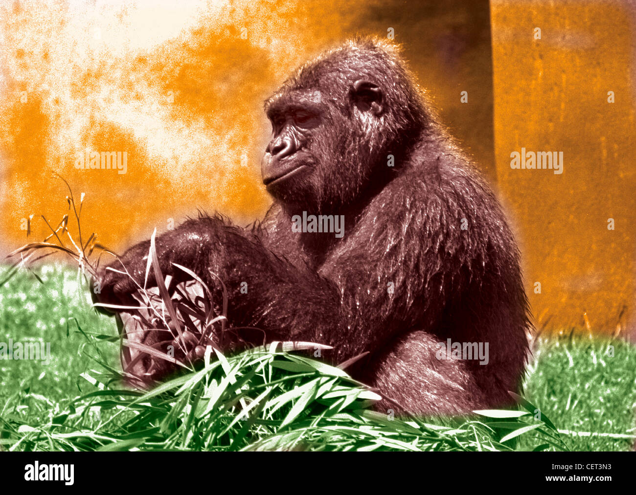 Profile of Gorilla in grass with wall behind.  Hand colored horizontal photograph.  Good facial expression. Humorous Stock Photo
