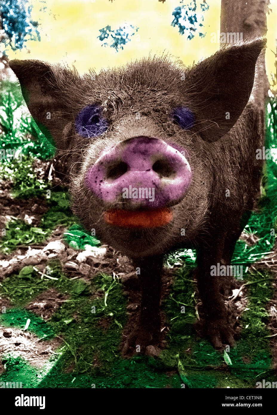 A large pig, close-up wide angle photograph.  Horizontal, hand colored sepia toned image.  Pink snout, fun humorous Stock Photo