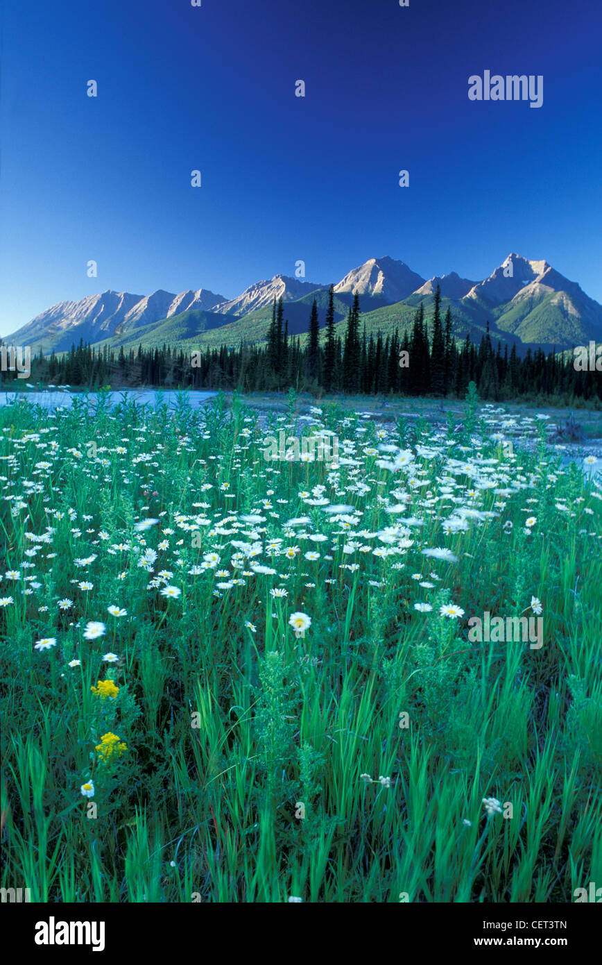 Kootenay hi-res stock photography and images - Alamy