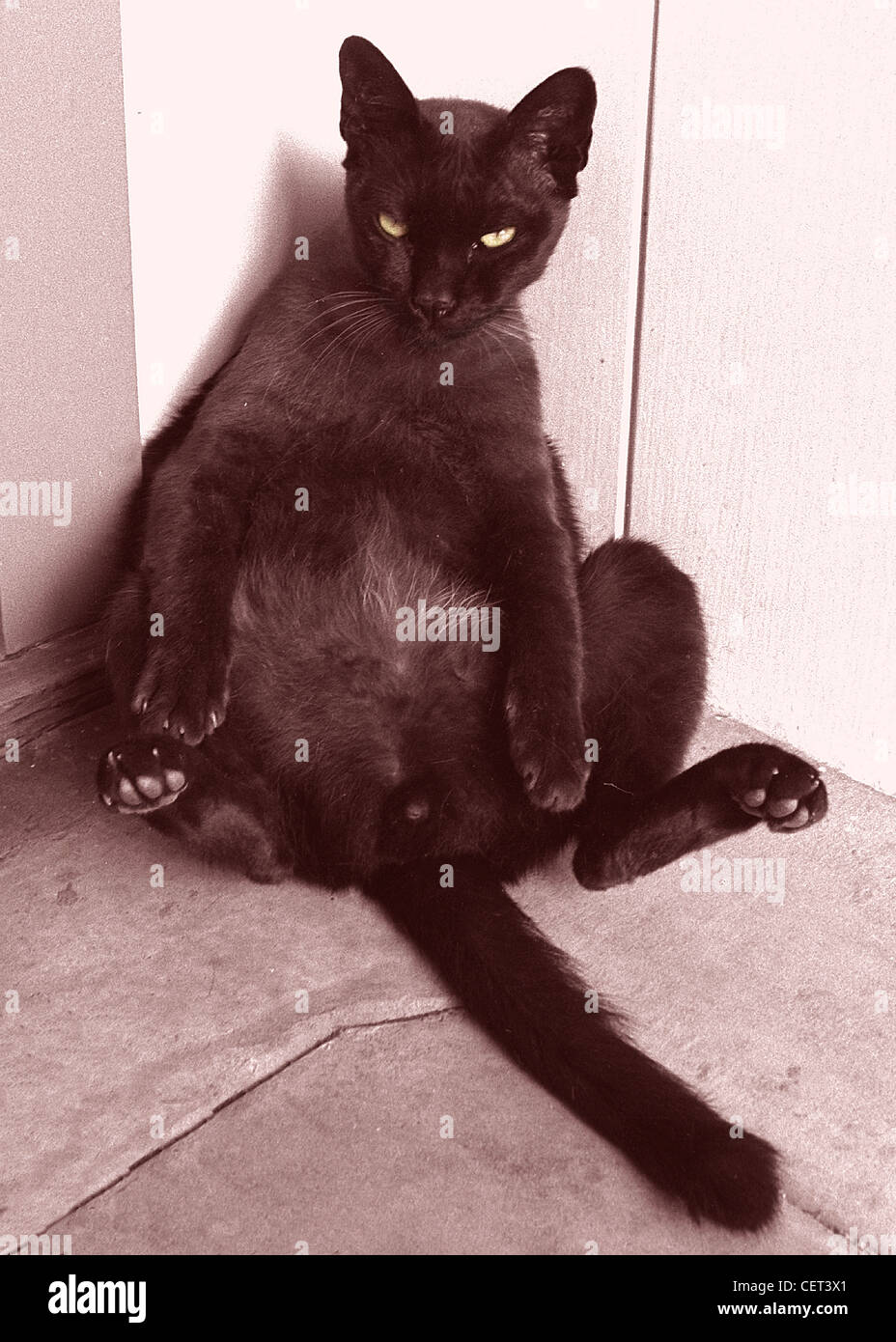 Cat sitting in corner with legs spread.  Fun whimsical, silly vertical sepia colored black and white photograph.  Burmese breed of feline Stock Photo