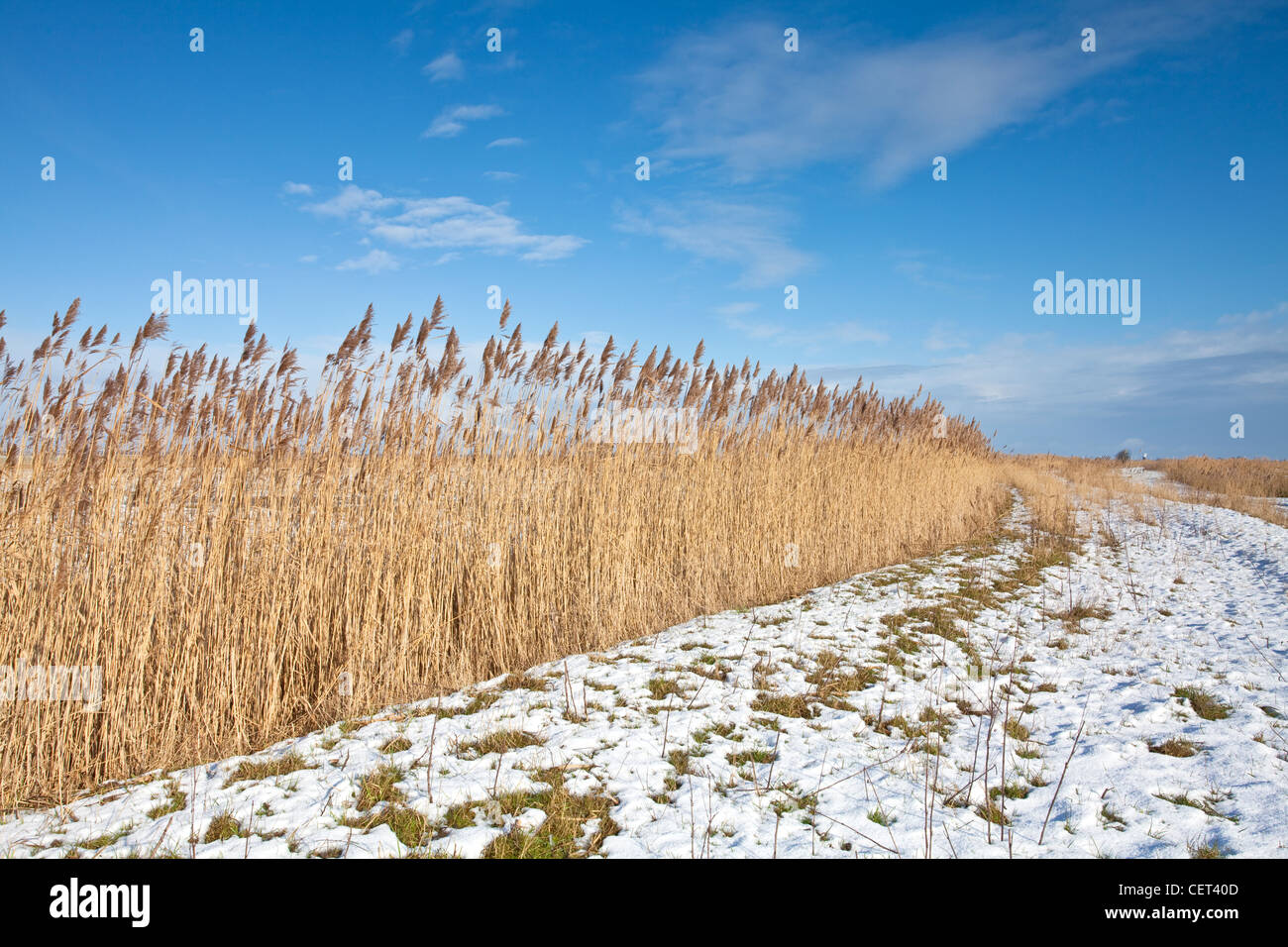 Reeds in the snow on the Halvergate Marshes in the Norfolk Broads. Stock Photo
