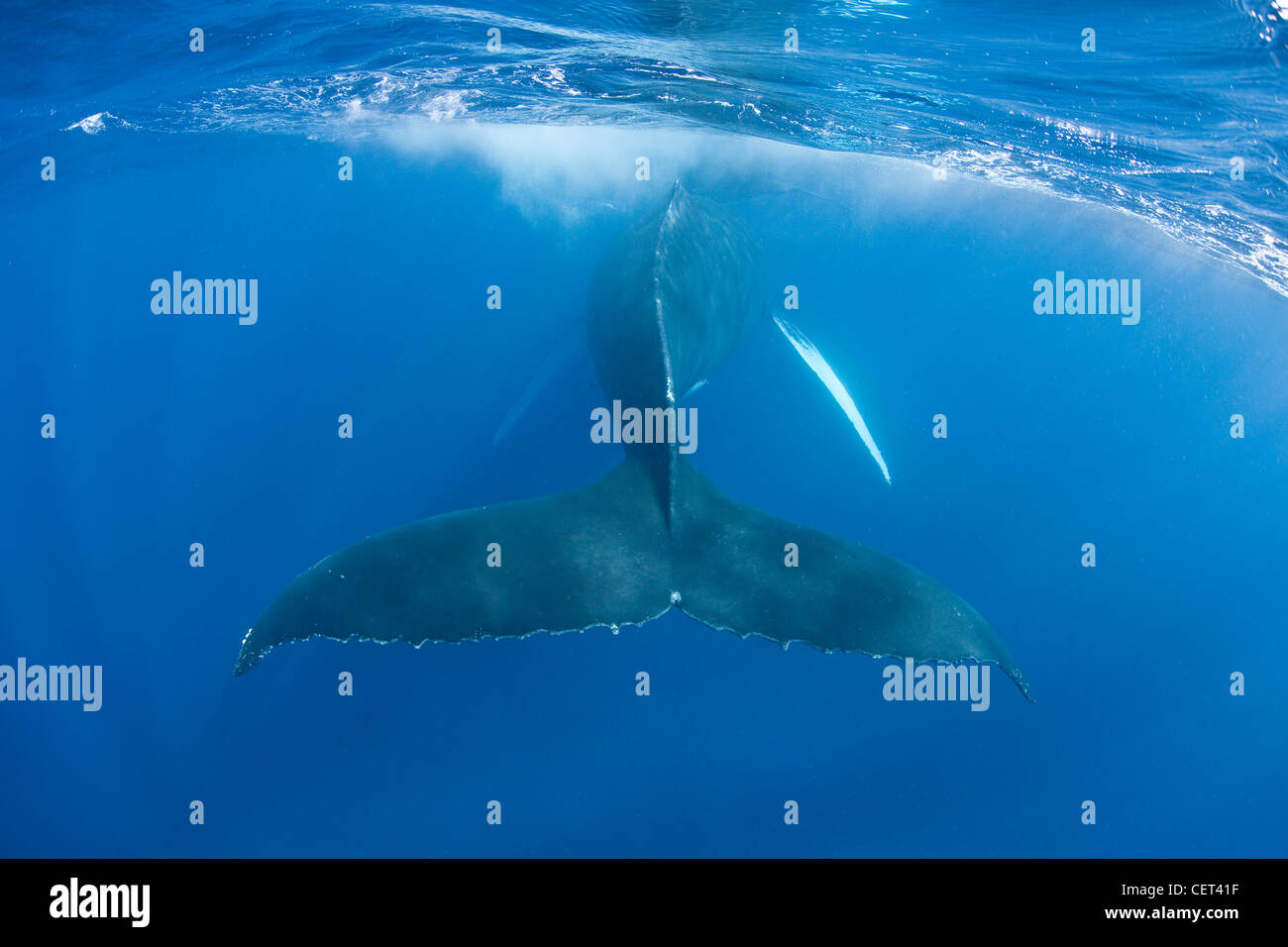 Whales fluke hi-res stock photography and images - Alamy